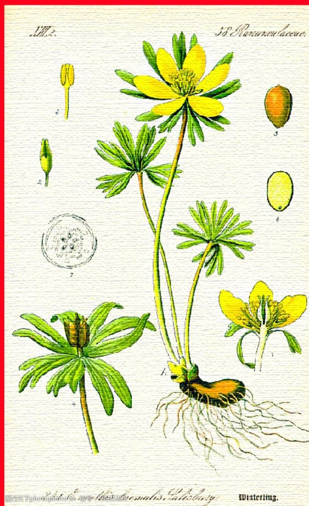 草本植物野菊花图片