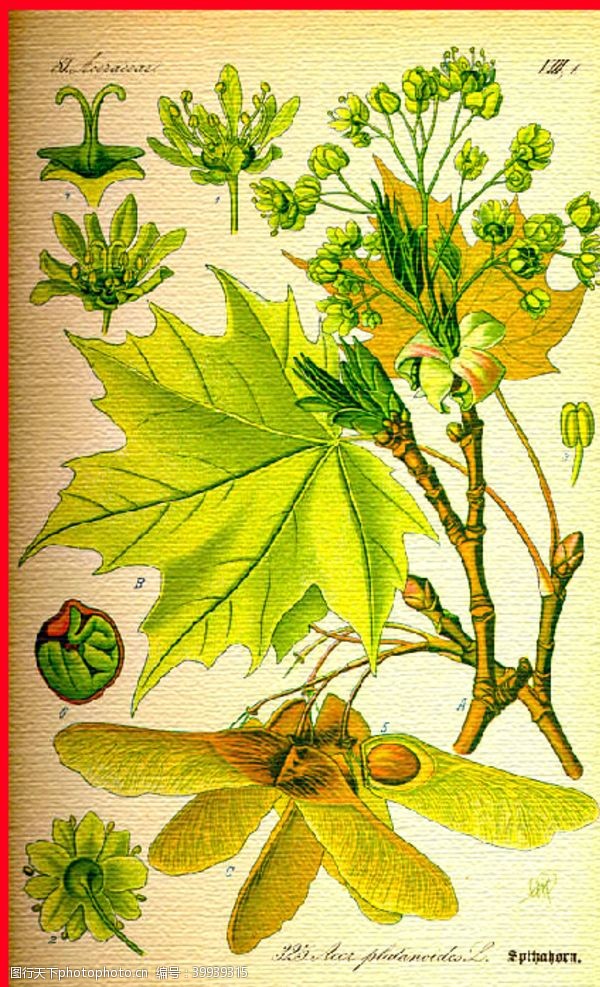 植物昆虫叶子图片