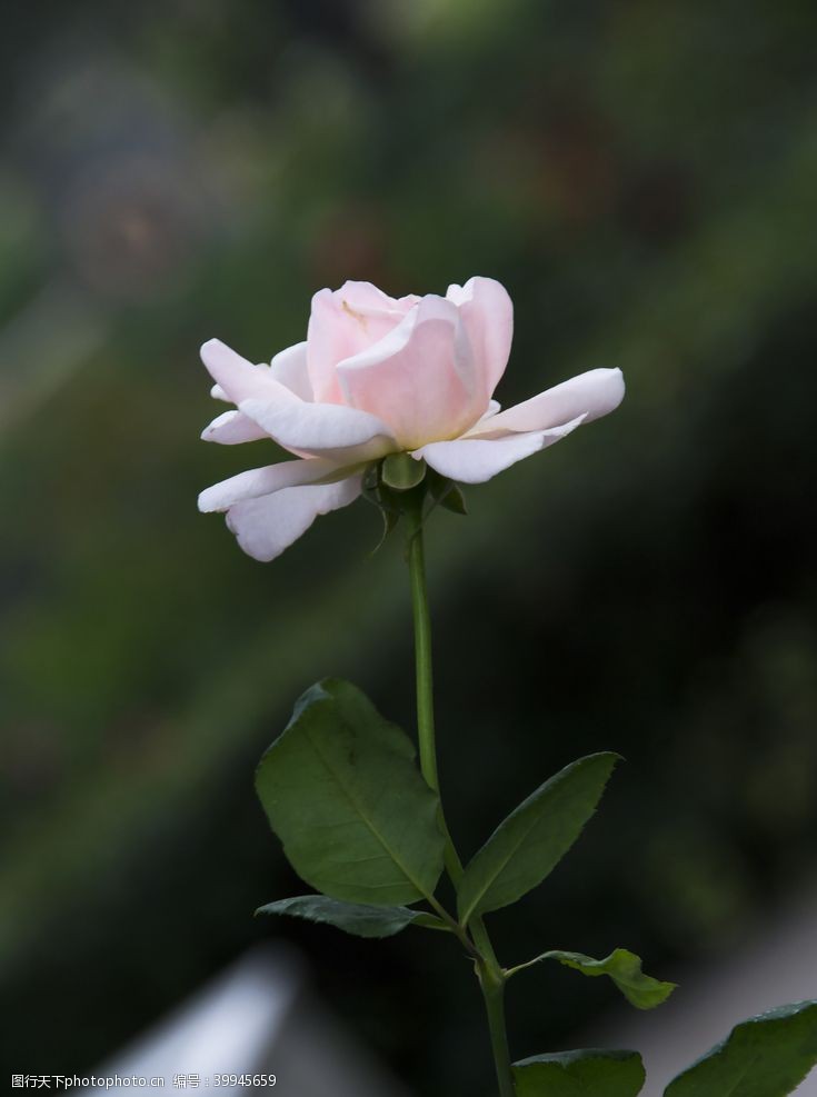 花束素材一朵白玫瑰图片