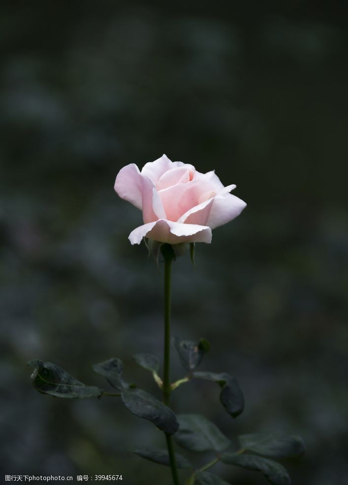 粉玫瑰一朵玫瑰图片