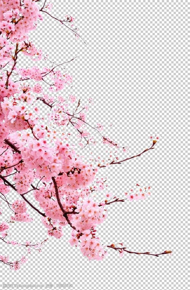 日本旅游广告樱花图片