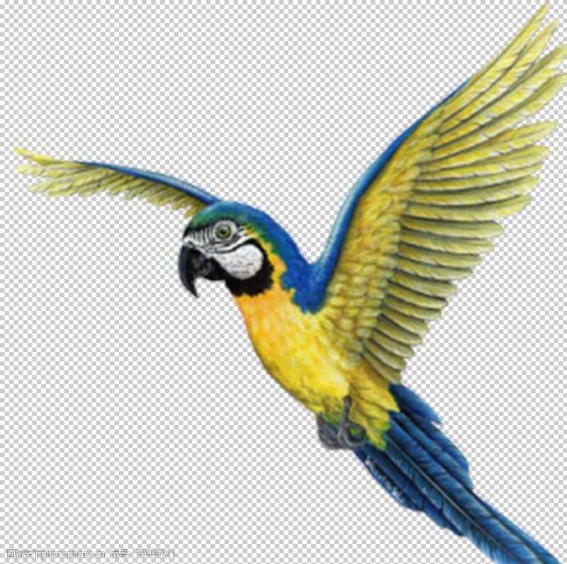 黄鹂鹦鹉图片
