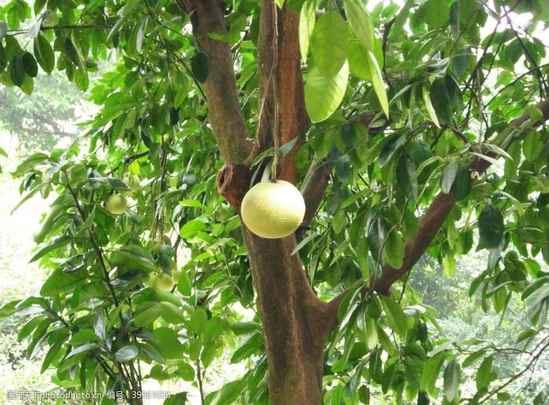 植树节促销柚子图片
