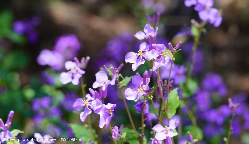 谷物紫色兰花摄影图片