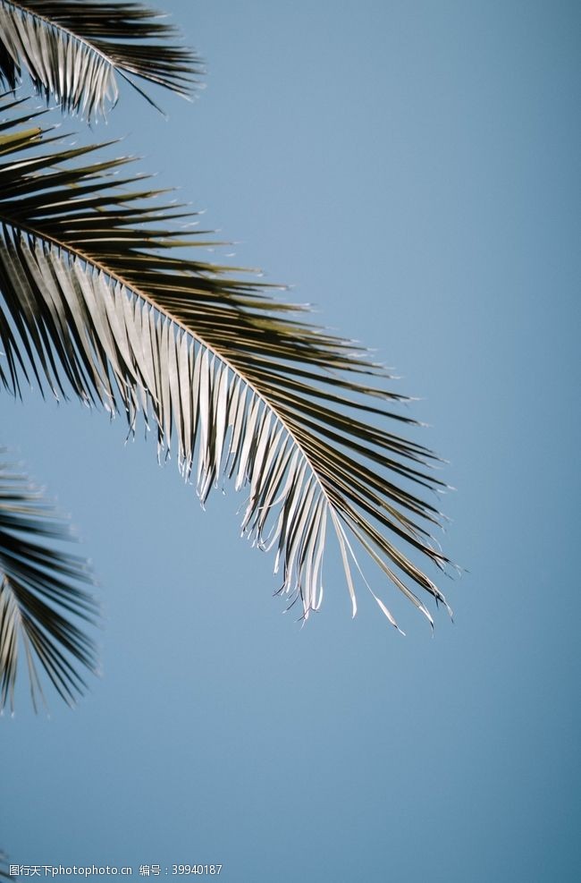 蓝天棕榈树图片
