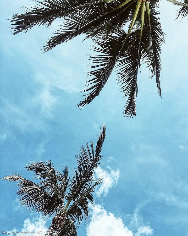 热线棕榈树图片