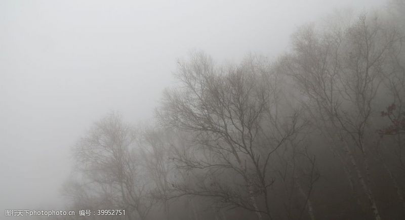 浩大白桦迷雾图片