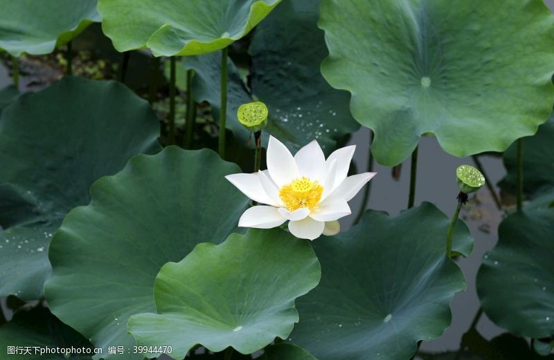 荷花荷叶荷塘白莲花图片