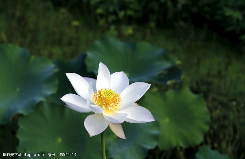 荷塘白莲花图片