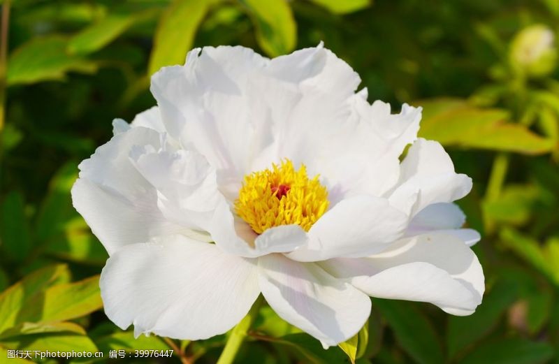 美丽花朵白色芍药花特写图片