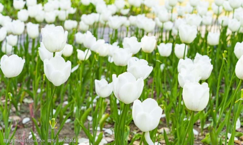 彩色的花白色郁金香拍摄素材图片