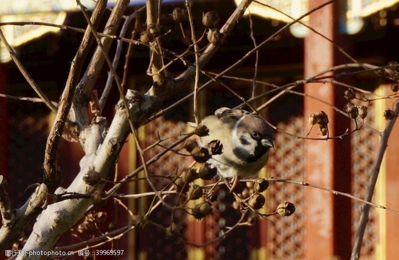 树枝小鸟北海公园的小麻雀图片