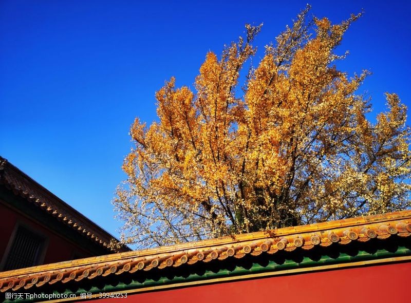 枫叶北京紫禁城故宫博物馆银杏图片
