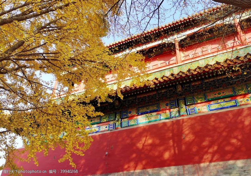 枫叶北京紫禁城故宫博物馆银杏图片