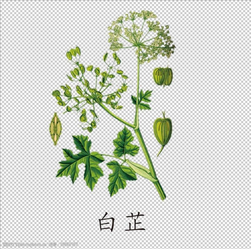 冬虫夏草图片草本植物药材图片