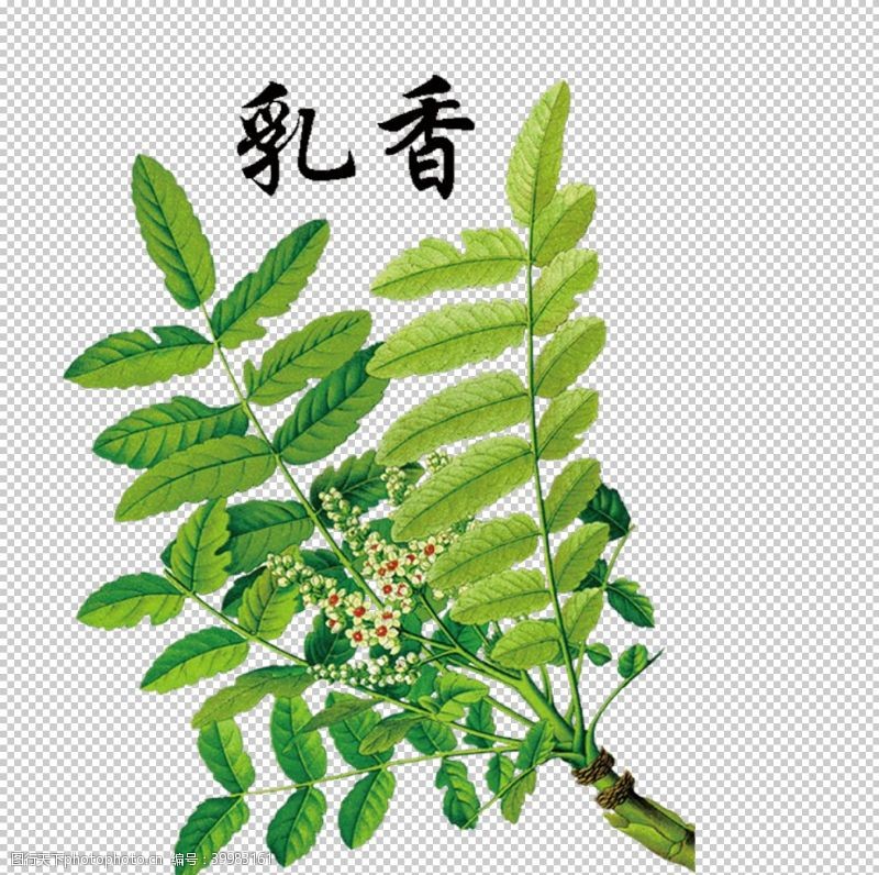 草本植物药材图片