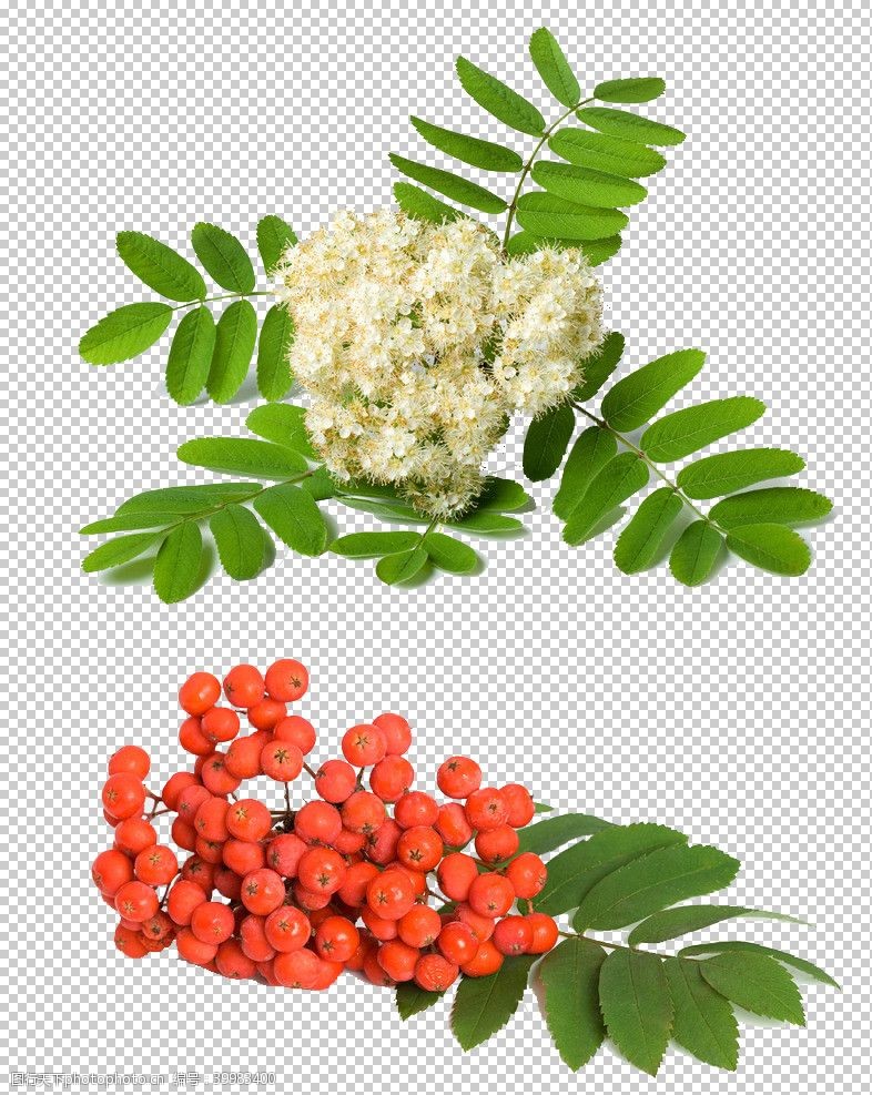 珊瑚草本植物药材图片