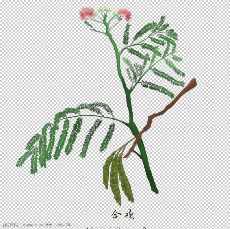 插画植物草本植物药材图片