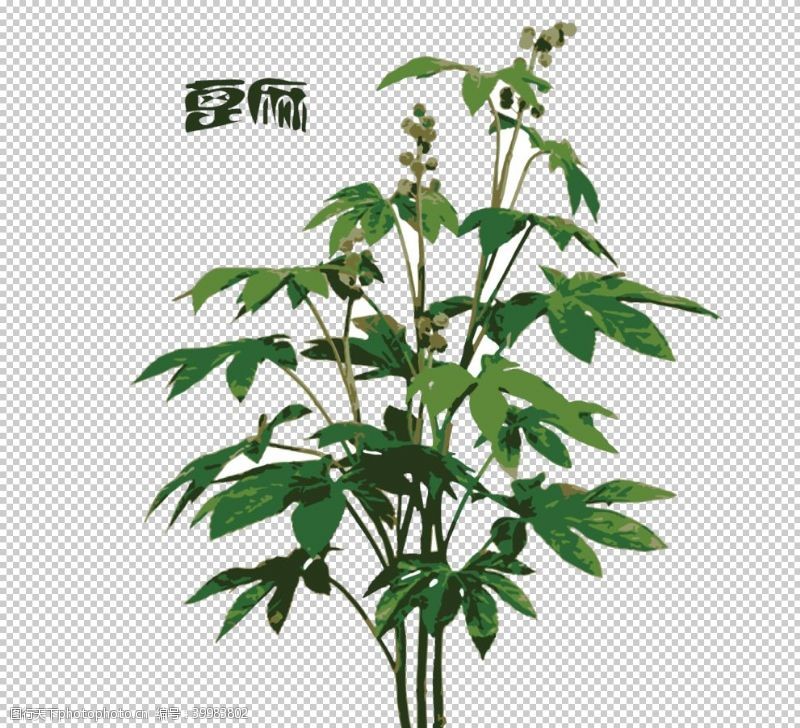 灵芝广告草本植物药材图片