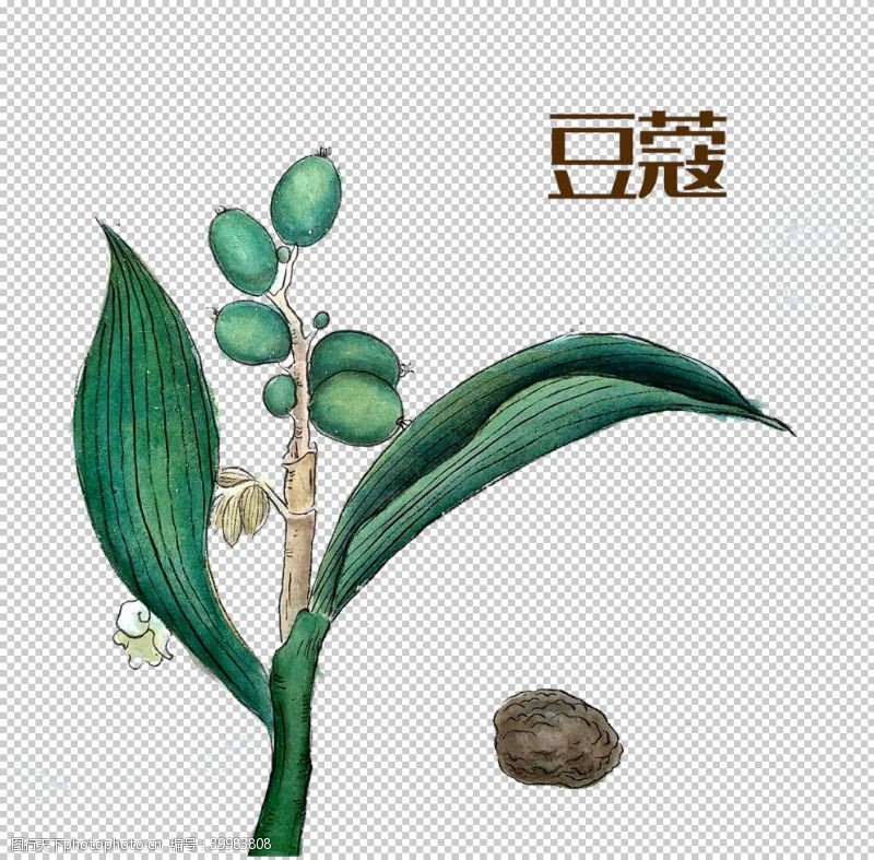 灵芝广告草本植物药材图片
