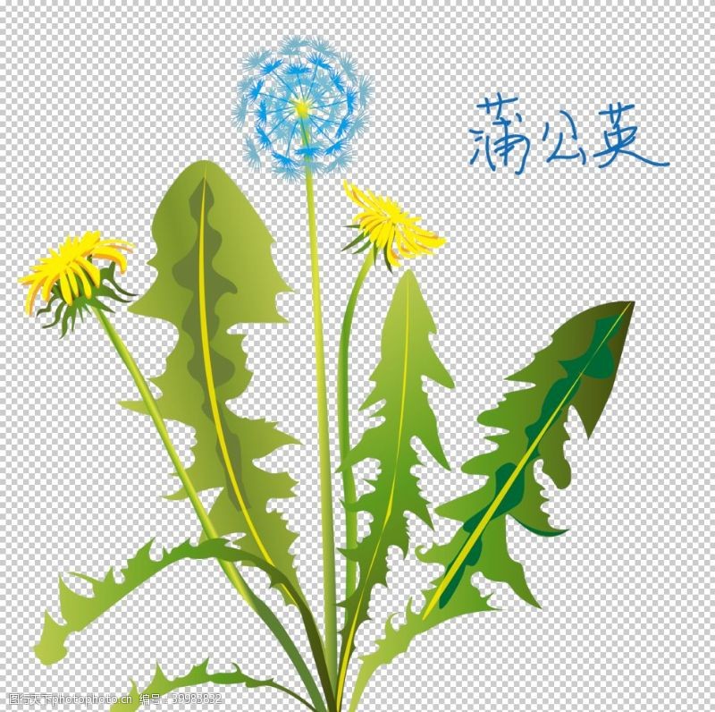 手绘植物草本植物药材图片