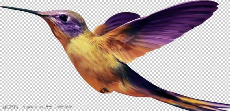 黄鹂蜂鸟图片