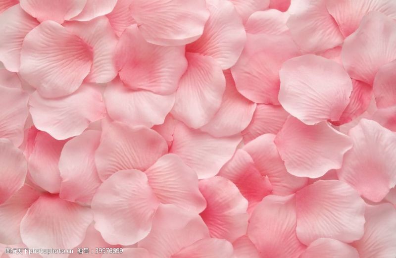 七夕节粉色玫瑰花瓣图片