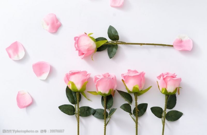 花草图案粉色玫瑰拍摄素材图片