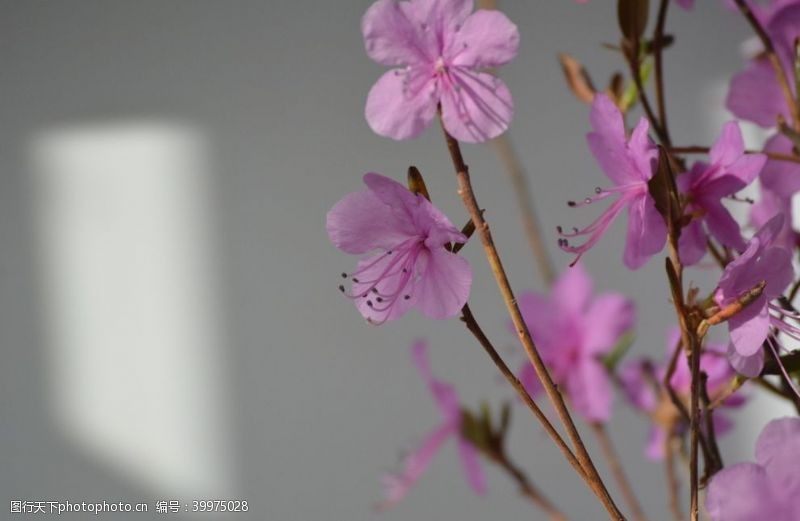 紫色花朵干枝杜鹃花图片