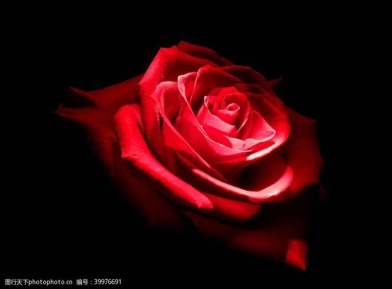 花草图案高清红色玫瑰拍摄素材图片