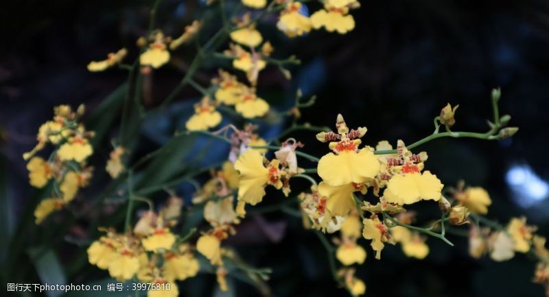黄色花朵高清黄色兰花特写图片