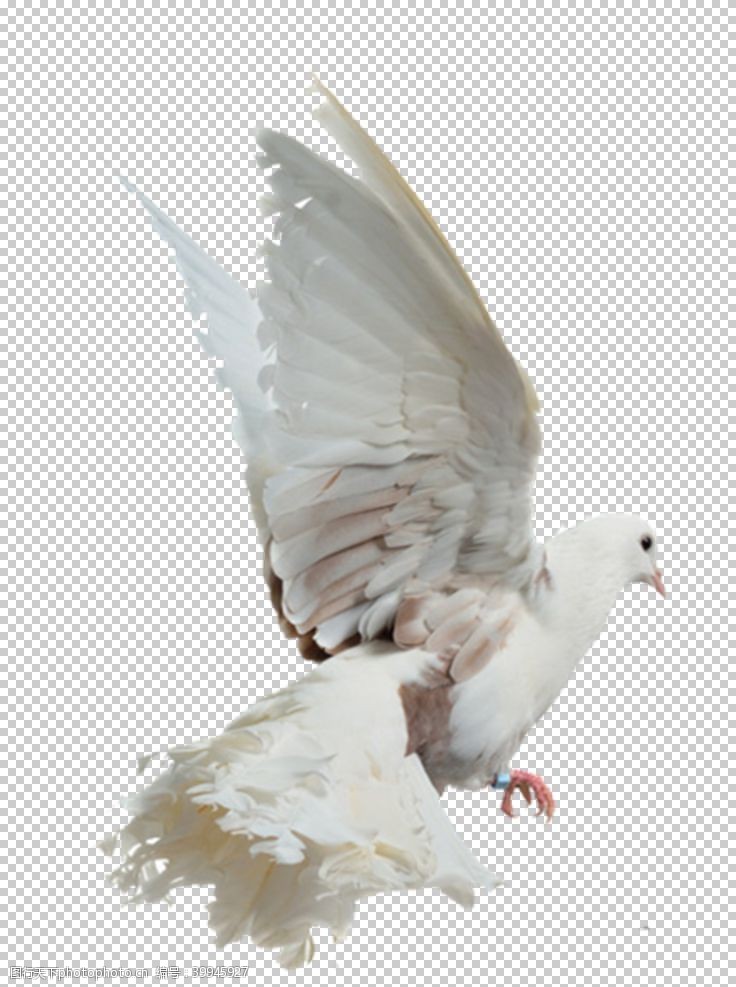 白鸽子鸽子图片