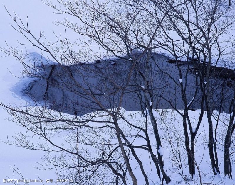 大山里寒冬森林里面的树林图片