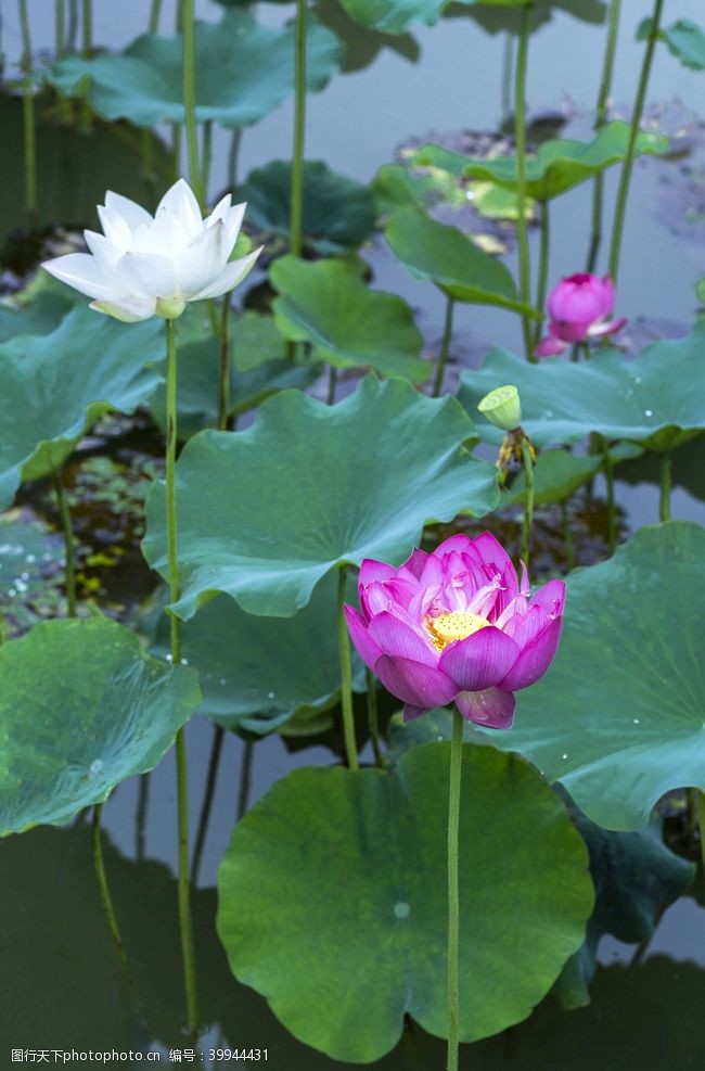 水池红莲花图片