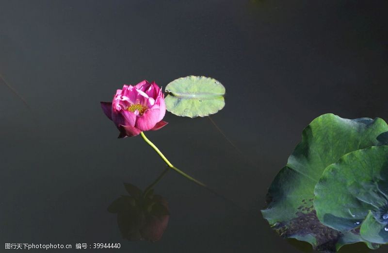 水池红莲花图片