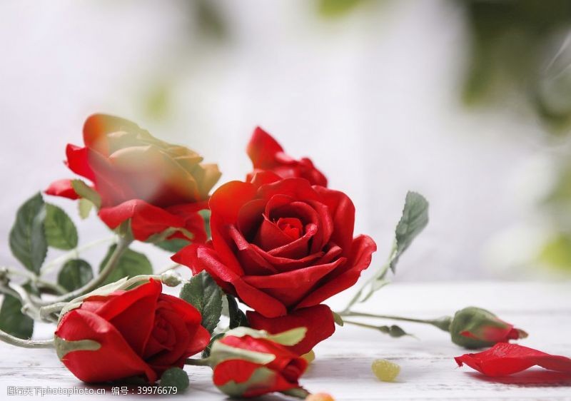 玫瑰花装饰红玫瑰高清素材图片
