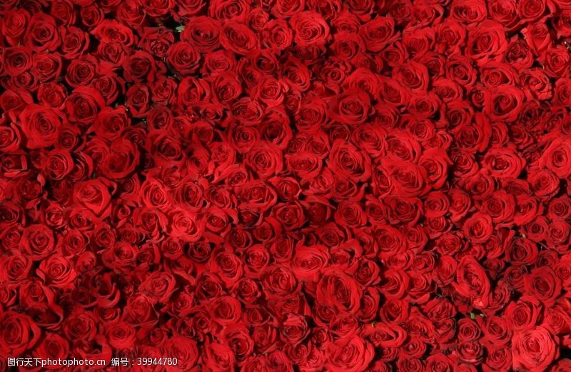 黑枝红玫瑰图片
