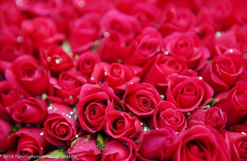 粉玫瑰红玫瑰图片