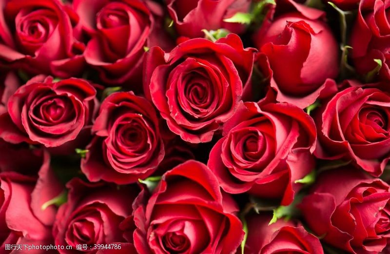 花骨朵红玫瑰图片