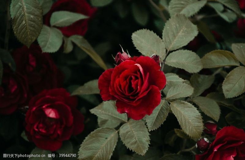 花骨朵红玫瑰图片