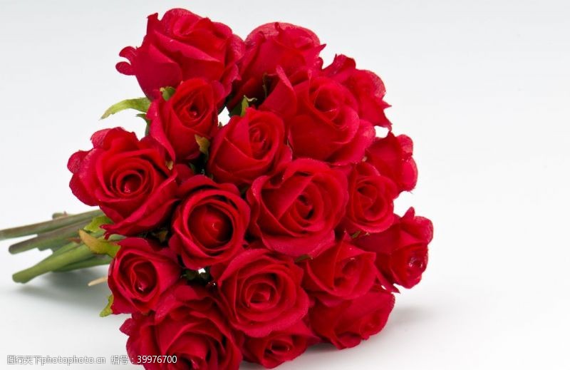 草红色玫瑰花束高清拍摄素材图片