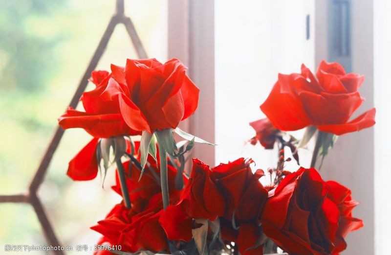 美丽花朵红色芍药花拍摄素材图片