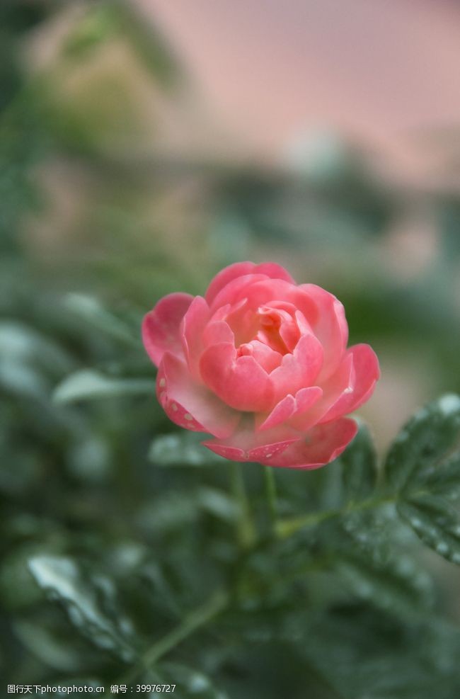 花草图案花卉摄影素材娇美粉玫瑰图片