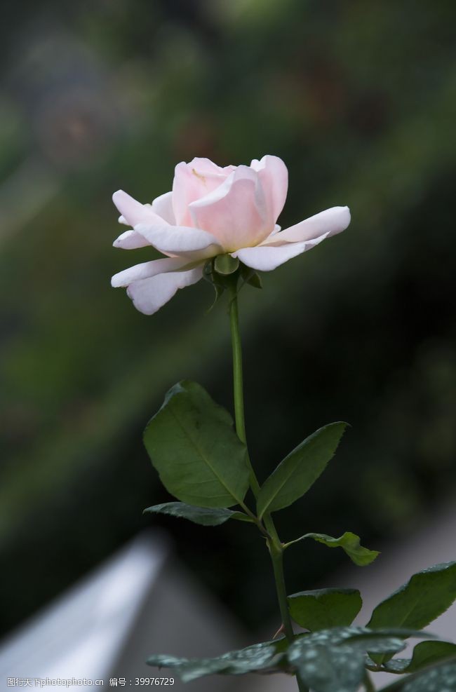 白色情人节花卉摄影素材美丽白玫瑰图片