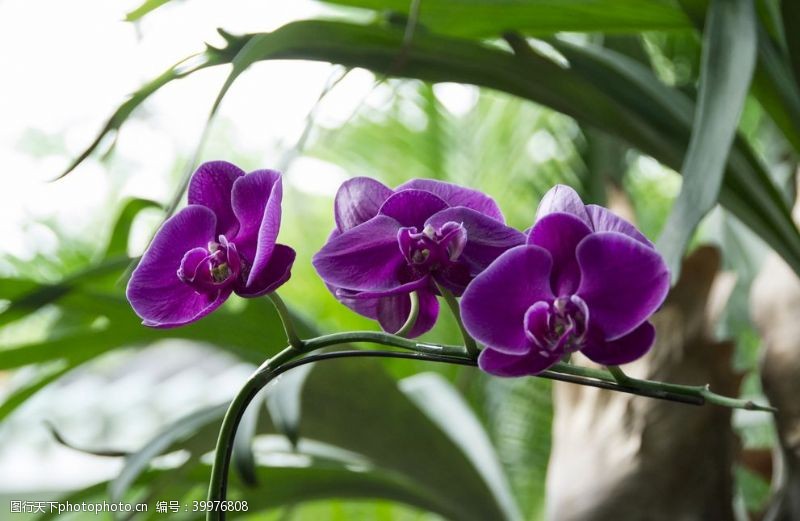 紫色花朵花卉摄影素材美丽蝴蝶兰图片