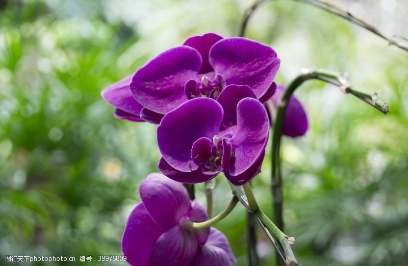 绿化景观花卉摄影素材紫色蝴蝶兰图片