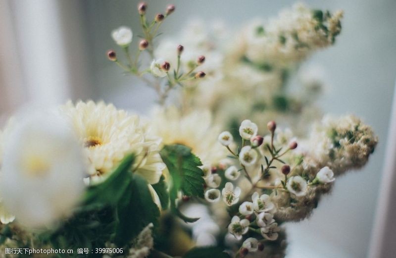 鲜艳花卉图片