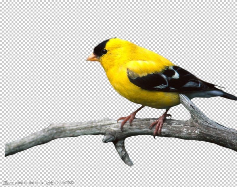 麻雀黄鹂图片