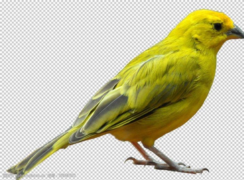 小雀黄鹂图片