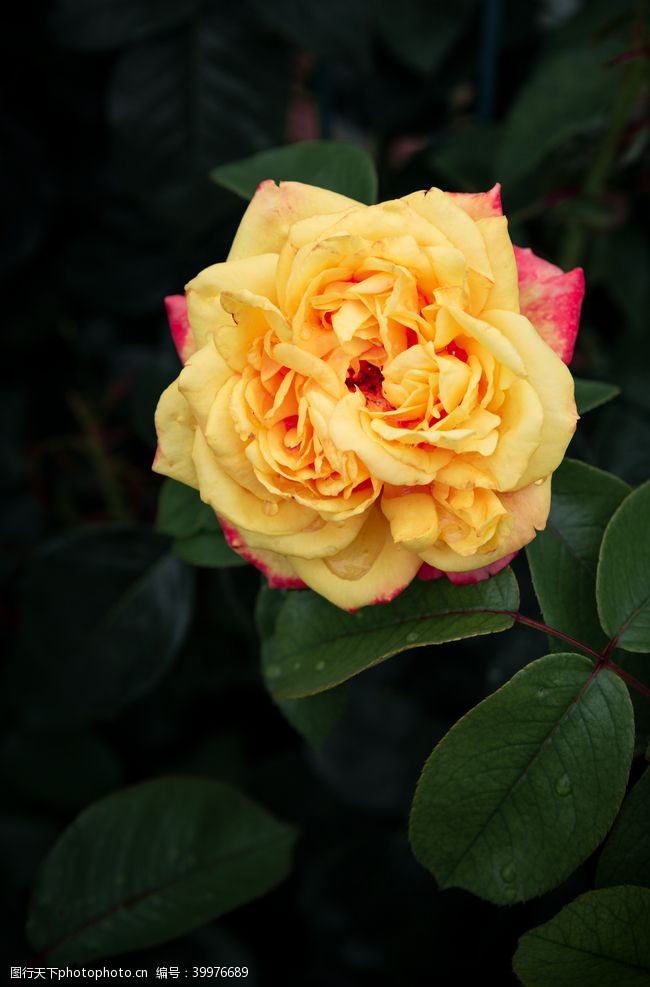 黄玫瑰高清特写图片